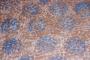Sea Grass Sponge- Paint Pattern Applicator