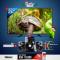 Nobel 32-Inch Didital Tv Christmas Combo