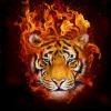Generic 5D DIY Round Diamond Painting Home Wall Decor Arts-FireTiger