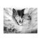 Generic Black White Wolves Wall Art Painting Picture No Frame Poster Home Bedroom Decor