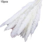 Generic 15Pcs/Bundle Small Pampas Grass Ornamental Desktop-White