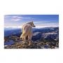 Generic Mountain Wolf Unframed Canvas Painting Living Room Wall Picture Poster Decor
