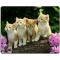 Generic KITTENS MOUSEPAD