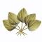 Generic 5Pcs Trimmed Dried Palm Leaves, Boho Wedding Decor, Hawaiian Party Table Decoration, Dried Wedding Flowers