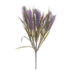Generic Grass Rabbit Tail Grass Purple