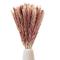 Generic 60Pcs Pampas Grass, Fluffy Pampas Grass Decor Manually Selected Dried Pampas Grass & Pompous Grass Branches Natural