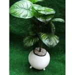 Generic PLANTER CALABASH