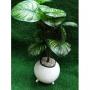 Generic PLANTER CALABASH