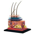 Generic 4D Human Skin Model Hair Organs Assembling Puzzle Model Teaching Model Manikin Science Anatomical Model