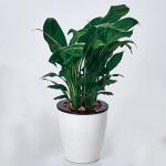 Generic Lazy Flower Pots Automatic Water-absorbing Hydroponic Potted Plants Circular Resin Plastic Flower Pots Double-layer Design Self Watering Planter, Diameter: 9cm, Height: 9cm(White)
