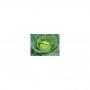 SIMLAW SEEDS A 10G PACKET GLORIA F1 CABBAGE